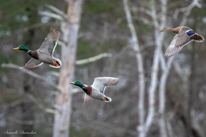 Mallards