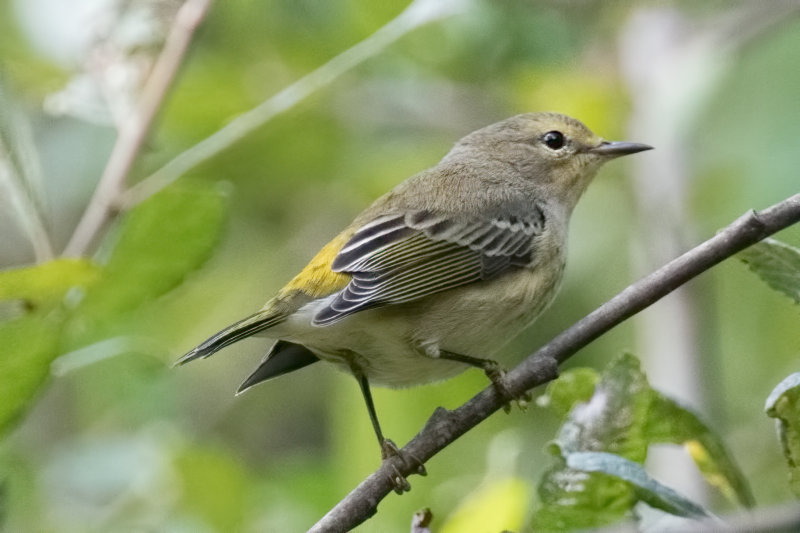 Cape MayWarbler