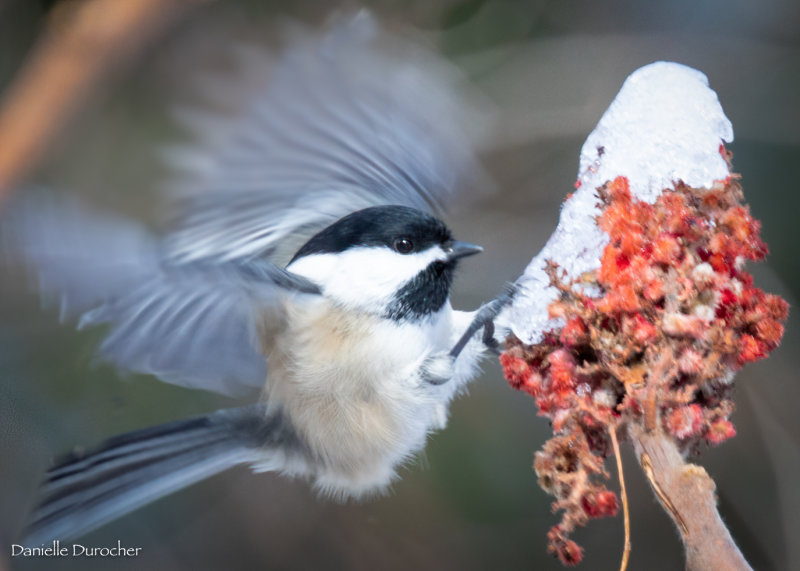 Black-capped Chickadee