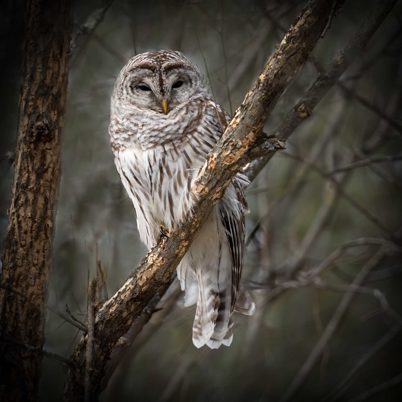 Barred Owl