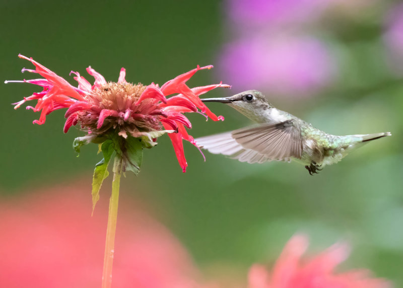 Ruby-throated Hummingbird