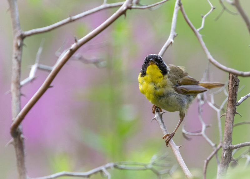 Common Yellowthroat