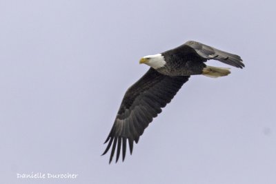 Bald Eagle