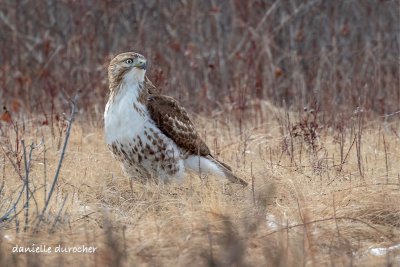 Red-tailed Hawk