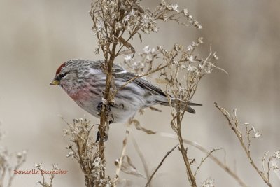 Common Redpoll