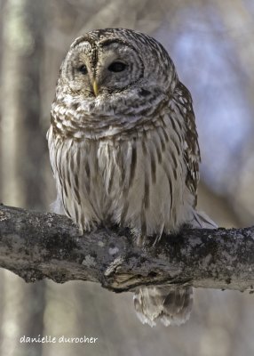 Barred Owl
