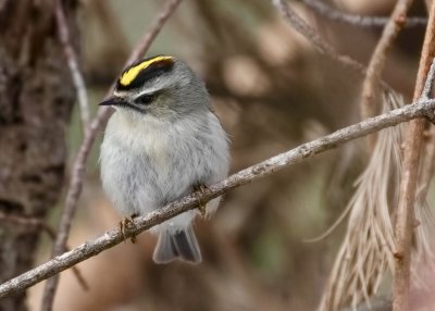 Golden-crowned Kinglet