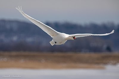 Mute Swan