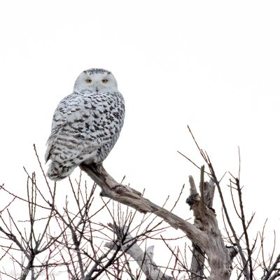 Immature female Snowy Owl