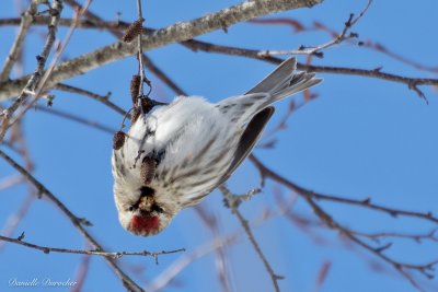 Common Redpoll