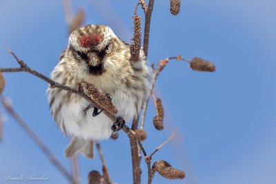 Common Redpoll