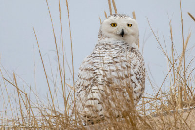 Snowy Owl