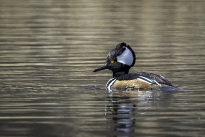 Hooded Merganser (m)