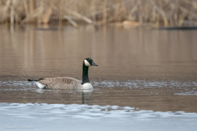 Canada Goose