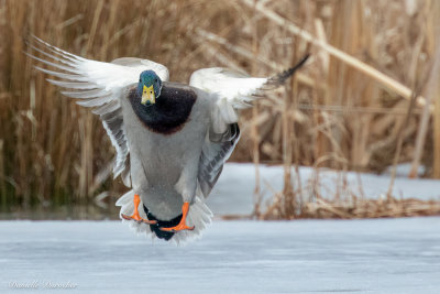 Mallard