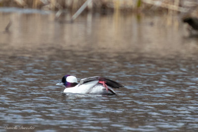 Bufflehead (m)
