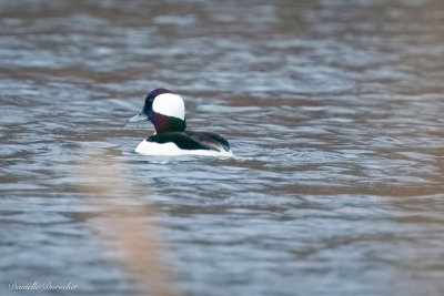 Bufflehead (m)