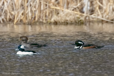 Bufflehead with Hooded Mergansers