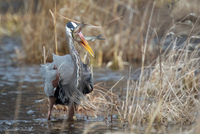 Great Blue Heron catches a pickerel