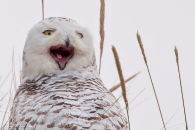 Snowy Owl