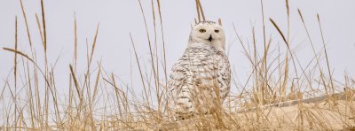 Snowy Owl