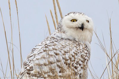 Snowy Owl