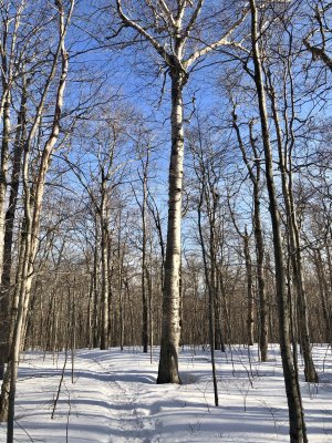Dicey's Mill old-growth forest