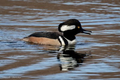 Hooded Merganser (m)