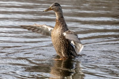 Mallard (f)