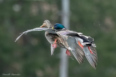 Mallards