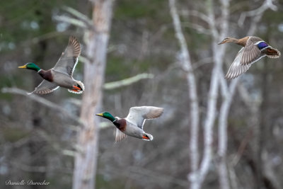 Mallards