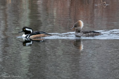 Hooded Mergansers