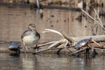 Merganser with Painted Turtles