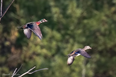 Wood Ducks