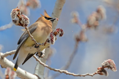 Cedar Waxwing