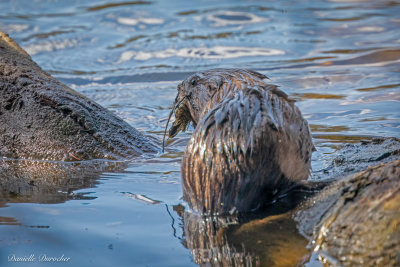 Muskrat