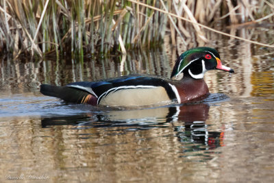 male Wood Duck