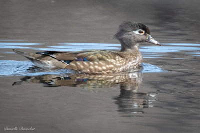 female Wood Duck