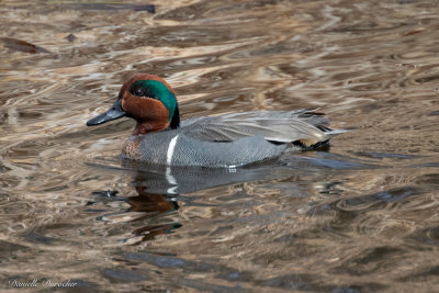 male Green-winged Teal