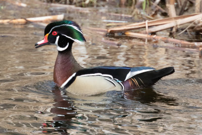 male Wood Duck