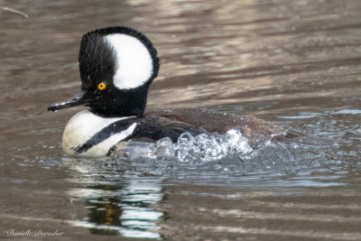 male Hooded Merganser