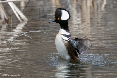 male Hooded Merganser