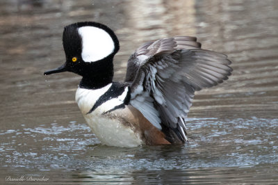 male Hooded Merganser