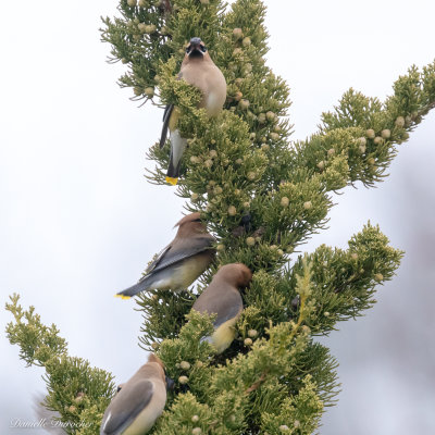 Cedar Waxwings