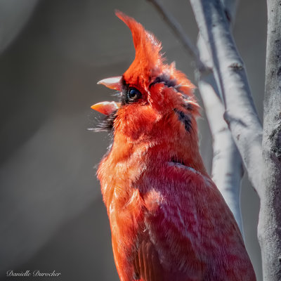 Northern Cardinal - male