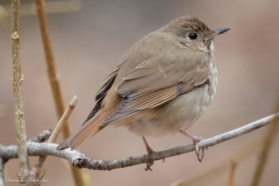 Hermit Thrush