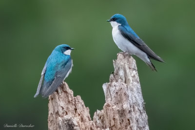 Tree Swallows