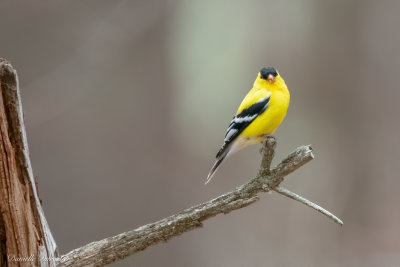 American Goldfinch