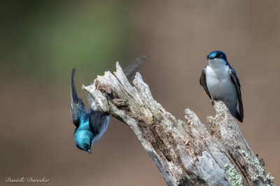 Tree Swallows