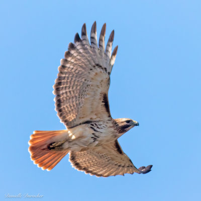 Red-tailed Hawk